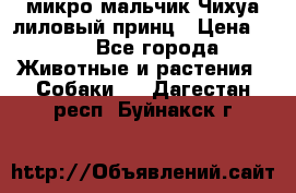 микро мальчик Чихуа лиловый принц › Цена ­ 90 - Все города Животные и растения » Собаки   . Дагестан респ.,Буйнакск г.